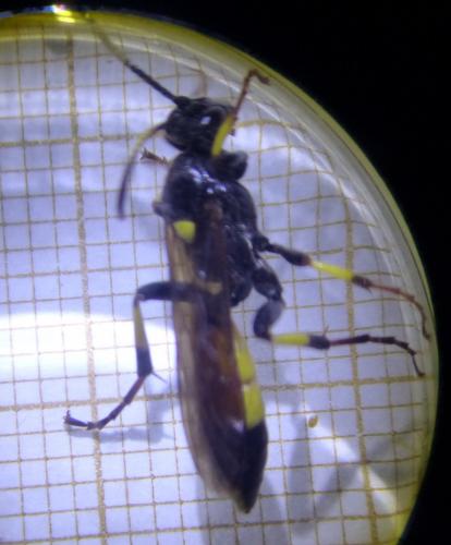 Réf. 242 474 : Ichneumon stramentor